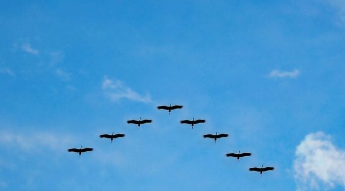 Новые кадровые переходы