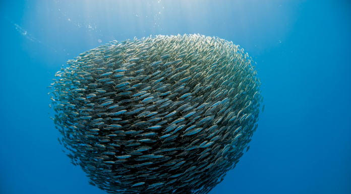 Произойдет ли трансформация юридической профессии, если мы заменим иерархию на коллективное мышление?