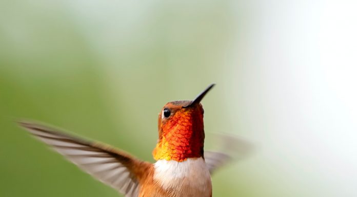 Кадровые новости. Полина Лебедева