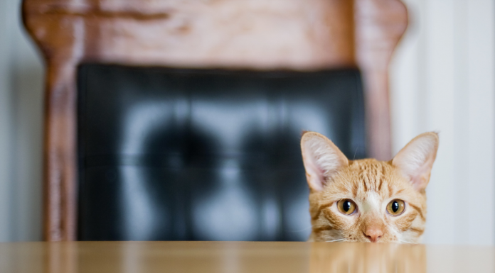 Корпоративный секретарь Корпоративный секретарь: новые возможности для карьерного пути корпоративного юриста