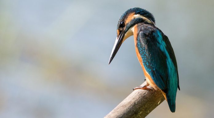 Кадровые новости. Станислав Богданов