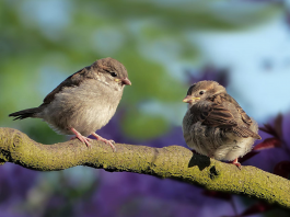 Кадровые перестановки. ООО “СИБУР”