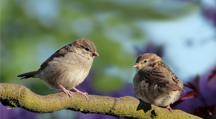Кадровые перестановки. ООО “СИБУР”
