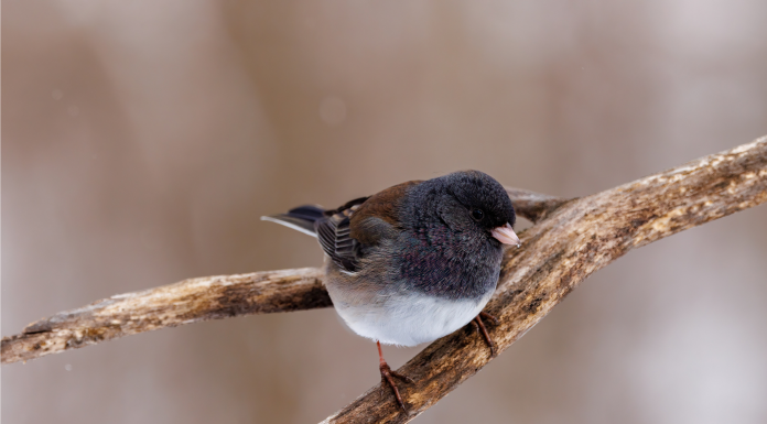 Кадровые новости. Денис Дунаев